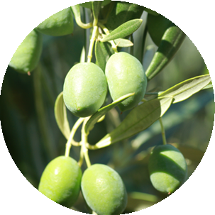 Aceite Picual virgen extra con polifenoles