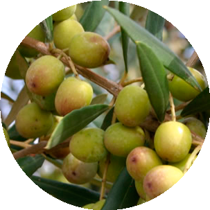 Aceite Arbequina suave de Andalucía